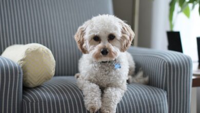 Photo of Cane in casa, ecco gli accorgimenti